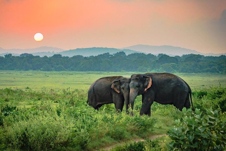 Udawalawe National Park Safari from Hikkaduwa - Photo 1 of 8